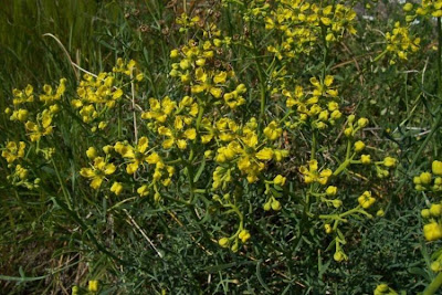 Common rue Common rue