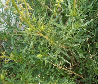 Khuzam Khuzam