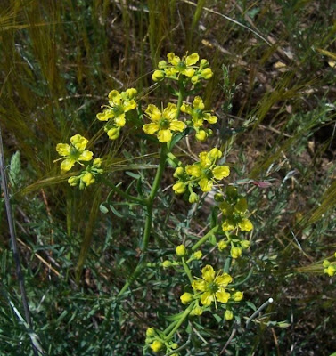 Common rue Common rue