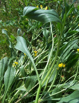 Erba-lombrica comune