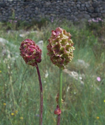 Garden burnet