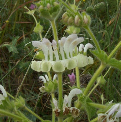 Salvia argentea,
Salvia argentea,
silver sage