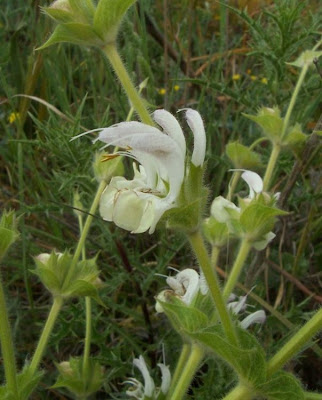 Salvia argentea,
Salvia argentea,
silver sage
