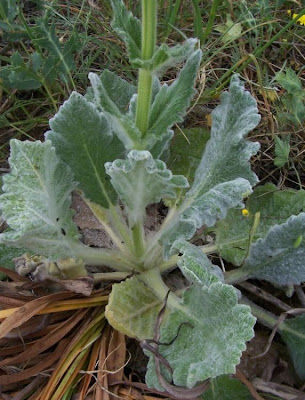 Salvia argentea,
Salvia argentea,
silver sage