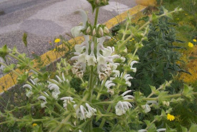 Salvia argentea,
Salvia argentea,
silver sage