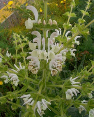Salvia argentea,
Salvia argentea,
silver sage