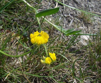 Erba-lombrica comune
