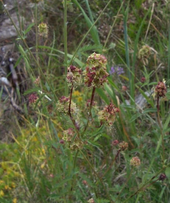 Garden burnet