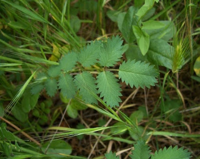 Garden burnet