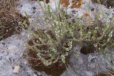 Satureja cuneifolia Ten.