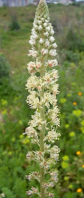 Erba ruchetta