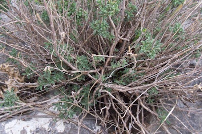 Satureja cuneifolia Ten.