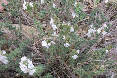 Satureja cuneifolia Ten.