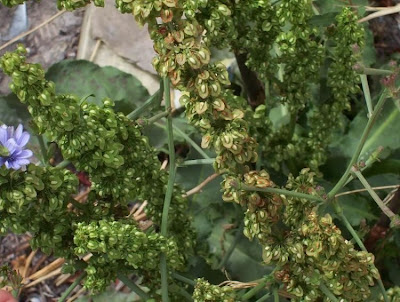 Acedera crispada Acedera crispada