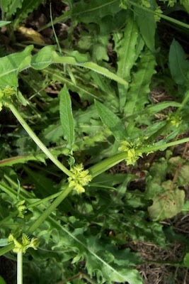 Acedera Acedera
