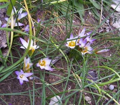 Romulea bulbocodium (L.) Seb. et Mauri