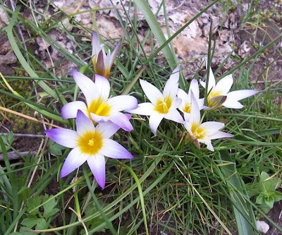 Romulea bulbocodium (L.) Seb. et Mauri