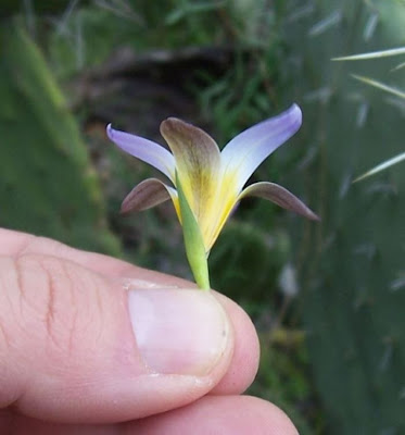 Romulea bulbocodium (L.) Seb. et Mauri