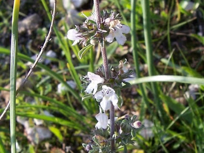 Satureja cuneifolia Ten.