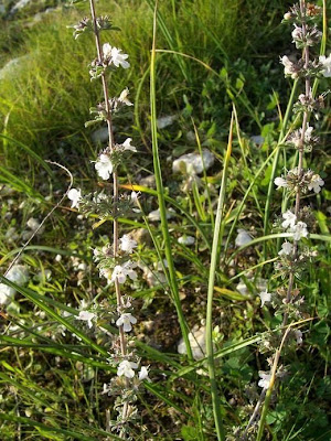 Satureja cuneifolia Ten.