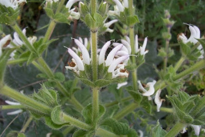 Salvia argentea,
Salvia argentea,
silver sage