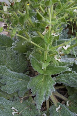 Salvia argentea,
Salvia argentea,
silver sage