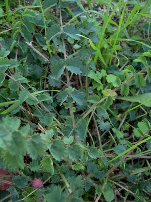 Garden burnet