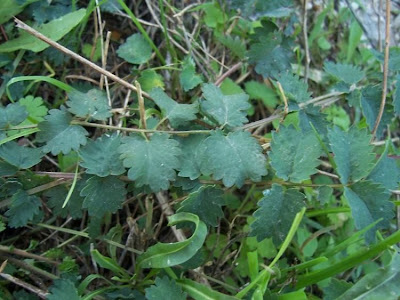 Garden burnet