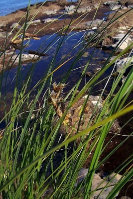 Alkali Bulrush, Scirpus maritimus