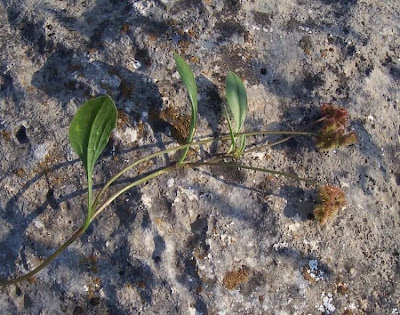 Erba-lombrica comune