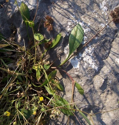 Erba-lombrica comune
