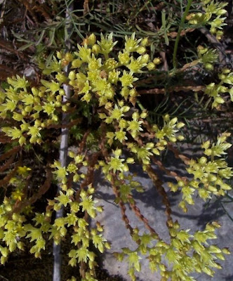European stonecrop