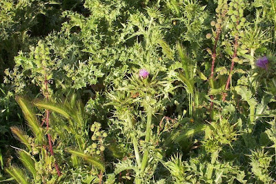 Blessed milk-thistle Blessed milk-thistle