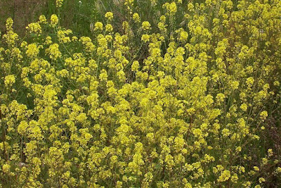 Yellow Mustard Yellow Mustard