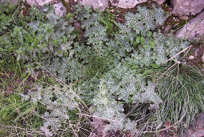 Blessed milk-thistle Blessed milk-thistle