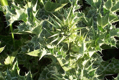 Blessed milk-thistle Blessed milk-thistle