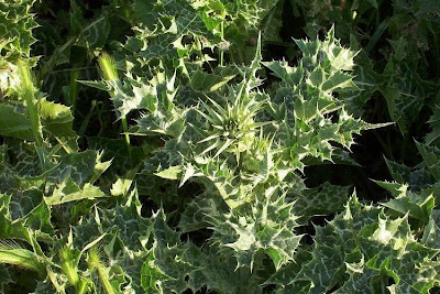 Blessed milk-thistle Blessed milk-thistle