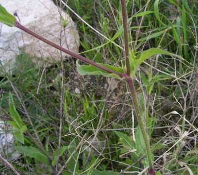 Bladder-campion Bladder-campion