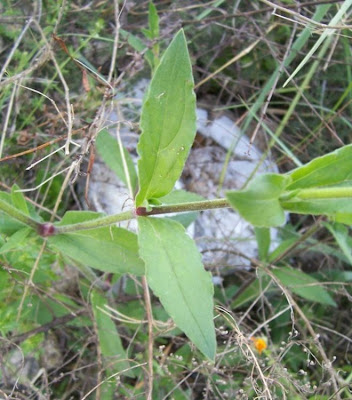 Bladder-campion Bladder-campion