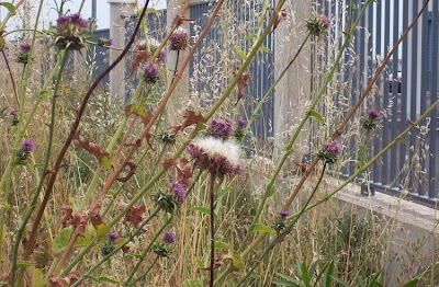 Blessed milk-thistle Blessed milk-thistle