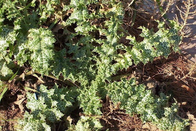 Blessed milk-thistle Blessed milk-thistle