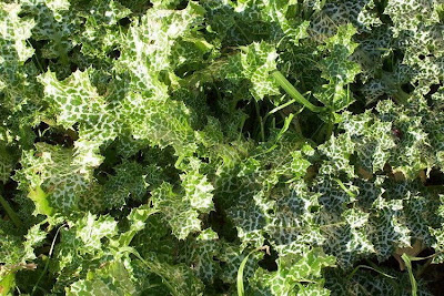 Blessed milk-thistle Blessed milk-thistle
