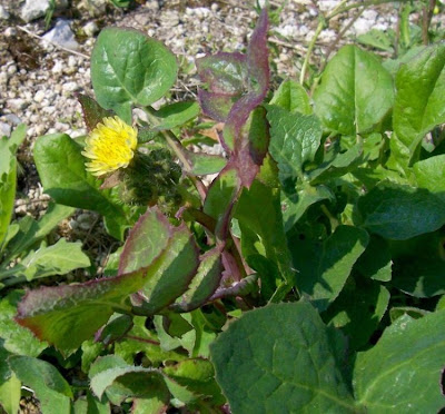 Annual Sow Thistle, Sonchus oleraceus Annual Sow Thistle, Sonchus oleraceus