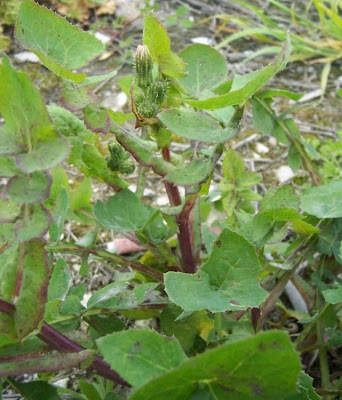 Annual Sow Thistle, Sonchus oleraceus Annual Sow Thistle, Sonchus oleraceus