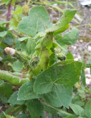 Annual Sow Thistle, Sonchus oleraceus Annual Sow Thistle, Sonchus oleraceus