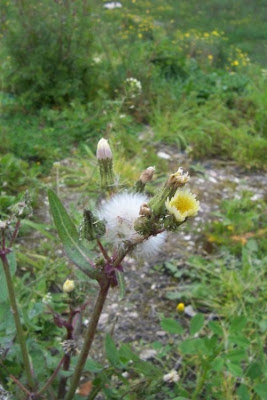Annual Sow Thistle, Sonchus oleraceus Annual Sow Thistle, Sonchus oleraceus