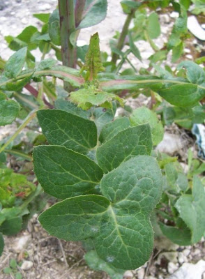 Annual Sow Thistle, Sonchus oleraceus Annual Sow Thistle, Sonchus oleraceus