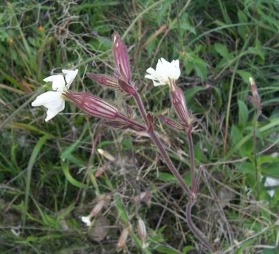 Bladder-campion Bladder-campion