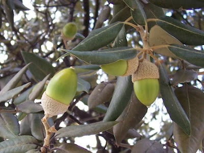 Quercus ilex,
ch&ecirc;ne vert,
Elce,
encina,
evergreen oak,
holly oak,
holm oak,
Ilici,
Leccio