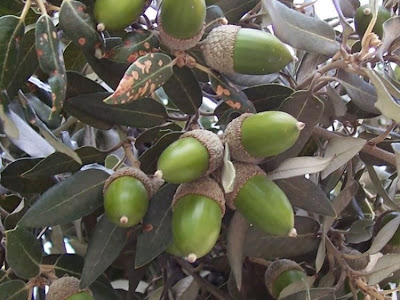 Quercus ilex,
ch&ecirc;ne vert,
Elce,
encina,
evergreen oak,
holly oak,
holm oak,
Ilici,
Leccio